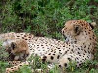 DSC 6910 : africa, animali, ghepardi, tanzania
