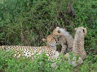 DSC 6934 : africa, animali, ghepardi, tanzania