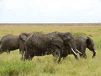 DSC 6944 (2) : africa, animali, elefante, tanzania