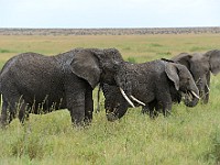 DSC 6949 : africa, animali, elefante, tanzania