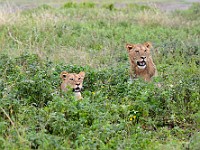 DSC 6955 : africa, animali, leone, tanzania