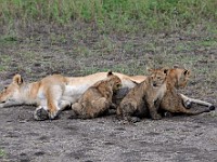 DSC 6965 : africa, animali, leone, tanzania