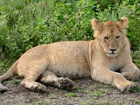 DSC 6981 : africa, animali, leone, tanzania