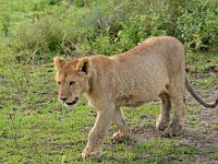 DSC 6987 : africa, animali, leone, tanzania
