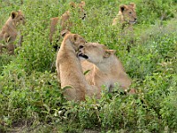 DSC 6996 : africa, animali, leone, tanzania