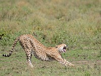 DSC 7010 : africa, animali, ghepardi, tanzania