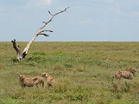 DSC 7020 : africa, animali, ghepardi, tanzania