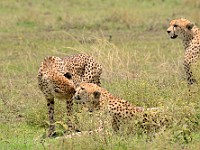 DSC 7035 : africa, animali, ghepardi, tanzania