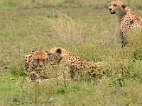 DSC 7037 : africa, animali, ghepardi, tanzania