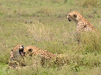 DSC 7040 : africa, animali, ghepardi, tanzania
