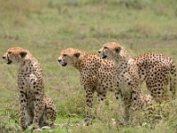 DSC 7064 : africa, animali, ghepardi, tanzania