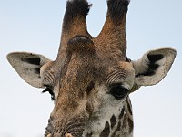DSC 7083 : africa, animali, giraffe, tanzania