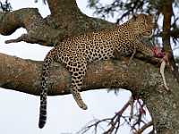 DSC 7143 : africa, animali, leopardi, tanzania