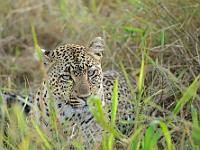 DSC 7163 (2) : africa, animali, leopardi, tanzania