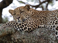 DSC 7172 : africa, animali, leopardi, tanzania