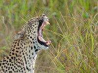 DSC 7181 : africa, animali, leopardi, tanzania