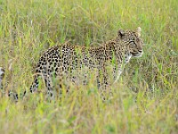 DSC 7191 : africa, animali, leopardi, tanzania