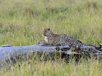 DSC 7218 : africa, animali, leopardi, tanzania