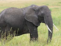 DSC 7285 : africa, animali, elefante, tanzania