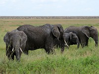 DSC 7293 : africa, animali, elefante, tanzania