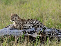 DSC 7315 : africa, animali, leopardi, tanzania