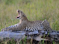 DSC 7322 : africa, animali, leopardi, tanzania