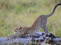 DSC 7330 : africa, animali, leopardi, tanzania