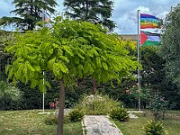 24 maggio: le nuvove bandiere : bandiera, epicentro