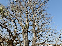 DSC 6885 : africa, alessandrozaccaro, baobab, benin, fabiodicostanzo, natura, panaka