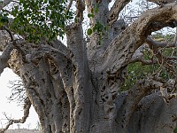 DSC 1617 : africa, baobab, benin, cirocassone, giuseppevisconti, manougou, nicocota, nicodamicis, simonemitolo