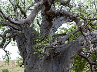 Benin2022 226 : africa, baobab, benin, cirocassone, claudiogjoni, manougou, maurocamillo, natura, ventesimoviaggio