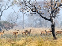 DSC 0741 : africa, animali, benin, gazzelle, natura, pendjarie