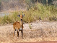 DSC 0785 : africa, animali, benin, gazzelle, natura, pendjarie