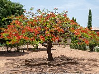 DSC 1351 : africa, benin, boukoumbe, fiori, natura, ventesimoviaggio