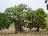 DSC 1390 : africa, baobab, benin, manougou, natura, ventesimoviaggio