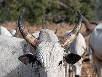 DSC 1127 : abitanga, africa, animali, benin, mucche, ventunesimoviaggio