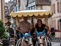 DSC 2766 : animali, cavalli, colmar, francia