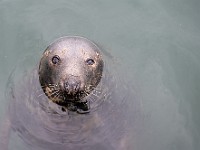 DSC 5226 : animali, foca, howth, irlanda