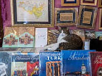 DSC 4566 : animali, gatti, istanbul, street, turchia