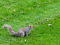 DSC 4198 : animali, londra, natura, scoiattoli