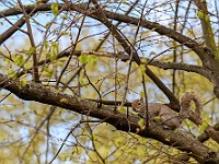 DSC 4229 : animali, londra, natura, scoiattoli