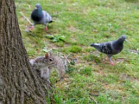 DSC 4545 : animali, hydepark, londra, natura, scoiattoli