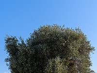 DSC 7251 : agrigento, alberoolivo, natura, sicilia, valledeitempli
