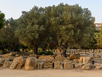 DSC 7286 : agrigento, alberoolivo, natura, sicilia, valledeitempli