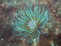 133-3361 CRW  Anemone