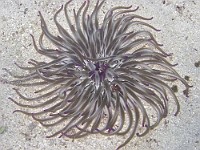 136-3622 CRW  Anemone