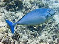 CRW 0278  Sharm el Sheikh - Pesce chirurgo