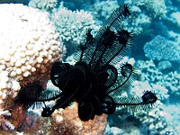 CRW 0378  Sharm el Sheikh - Crinoide