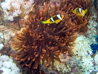 CRW 0432  Sharm el Sheikh - Pesce pagliaccio e anemone rosso