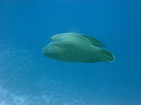 CRW 0593  Sharm el Sheikh - Pesce napoleone